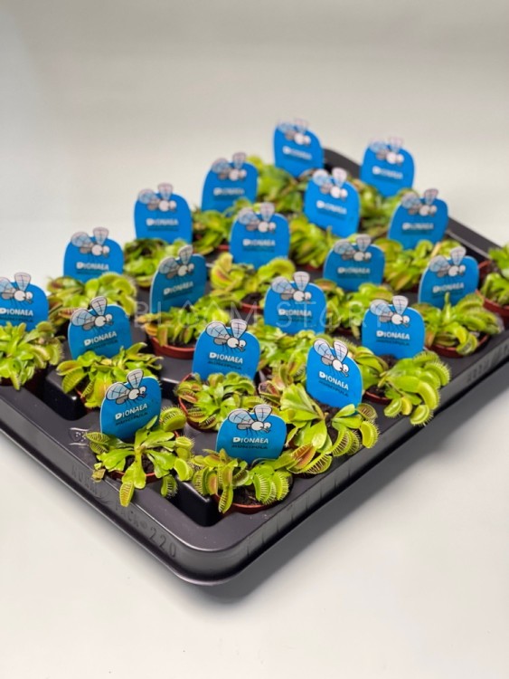 Мухоловка Дионея ⌀6 20 шт 