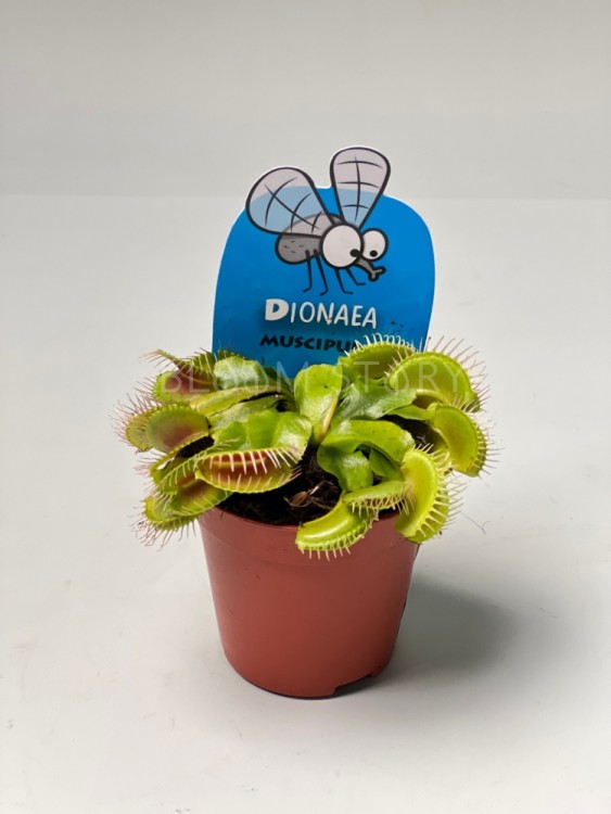 Мухоловка Дионея ⌀6 20 шт 