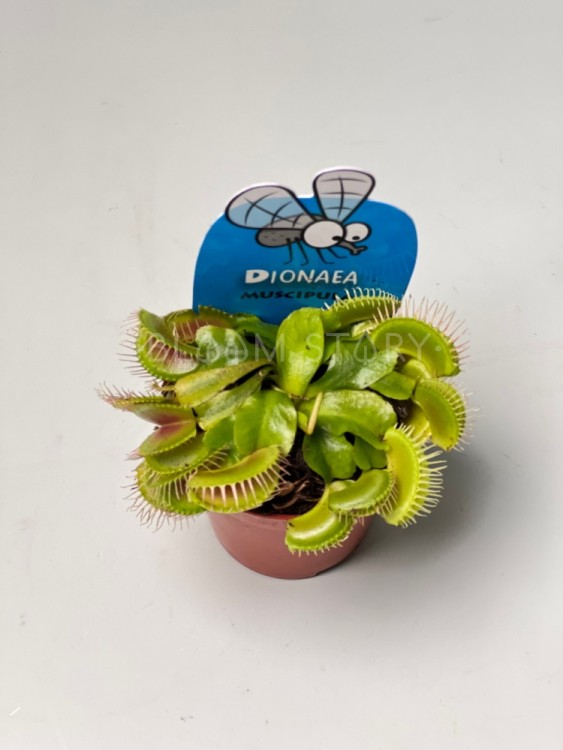 Мухоловка Дионея ⌀6 20 шт 