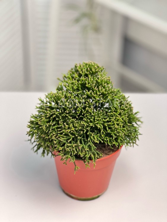 Рипсалис Саликониоидес ⌀12 15 см 