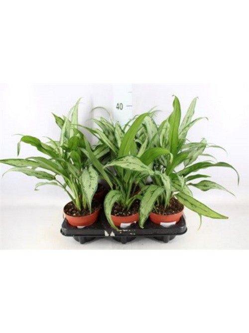 Аглаонема Кутласс ⌀14 40 см 