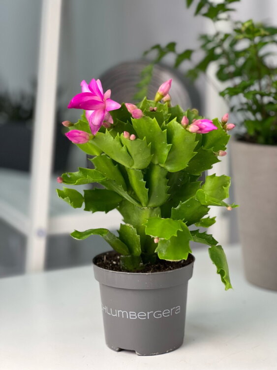 Декабрист сиреневый ⌀10 