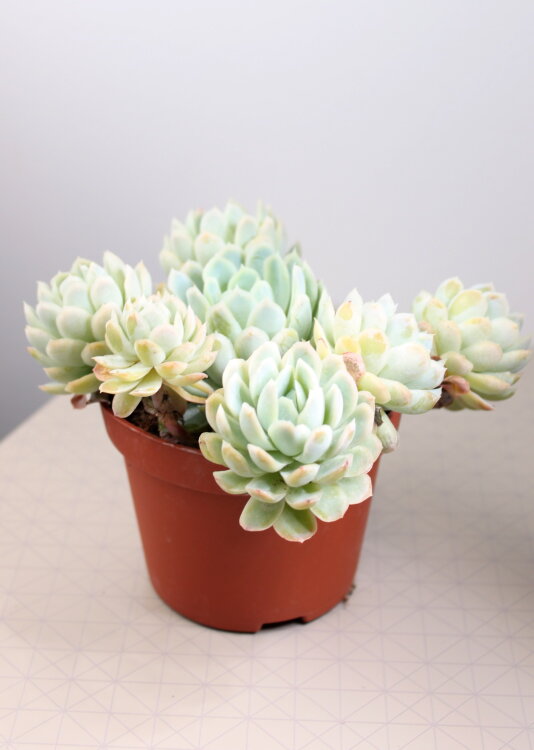 Эхеверия Зоннестрал куст ⌀9 