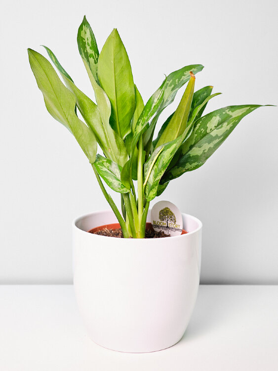 Аглаонема Мария ⌀12 35 см  Аглаонема Мария ⌀12 35 см