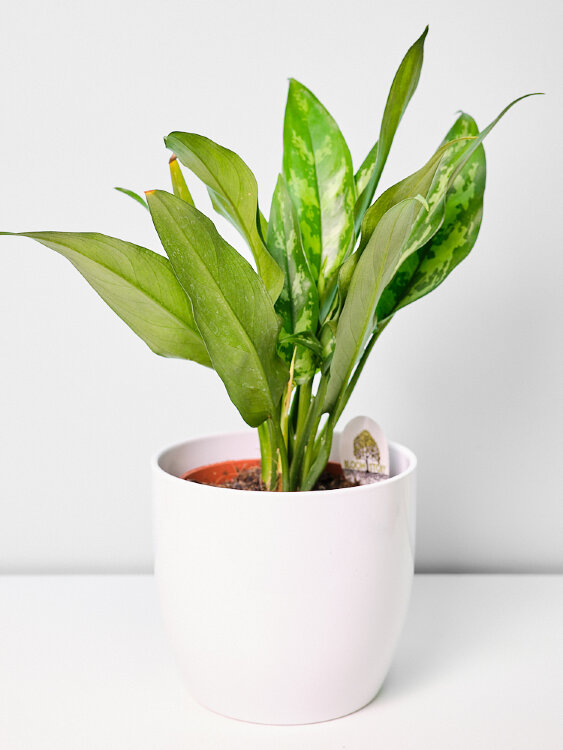 Аглаонема Мария ⌀12 35 см  Аглаонема Мария ⌀12 35 см