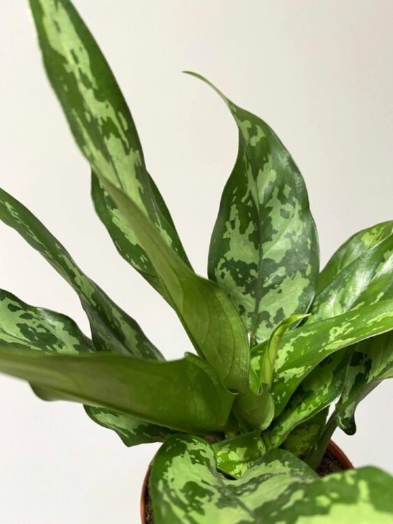 Аглаонема Мария ⌀12 35 см  Аглаонема Мария ⌀12 35 см