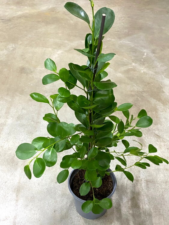 Фикус микрокарпа Моклейм ⌀21 100 см 