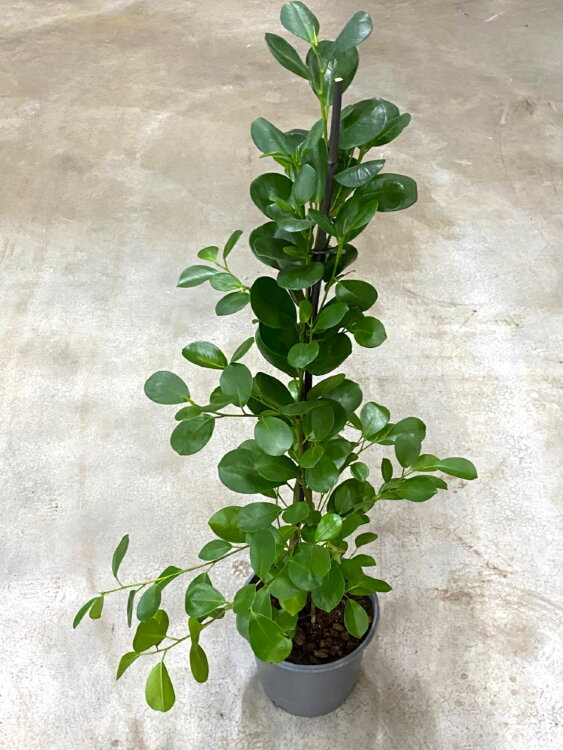 Фикус микрокарпа Моклейм ⌀21 100 см 