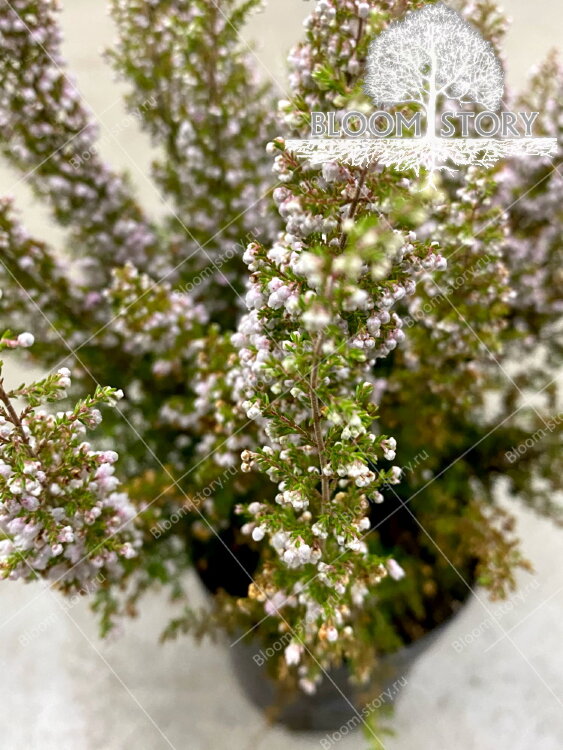 Эрика Грацилис ⌀13 