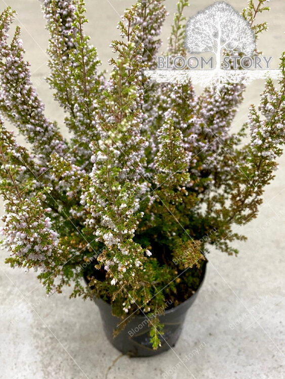 Эрика Грацилис ⌀13 