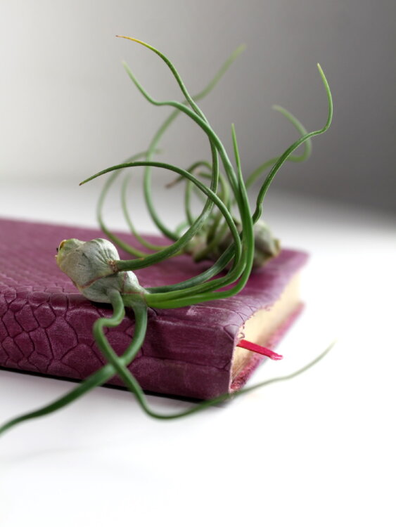 Тилландсия Бульбоза 5-6 см 