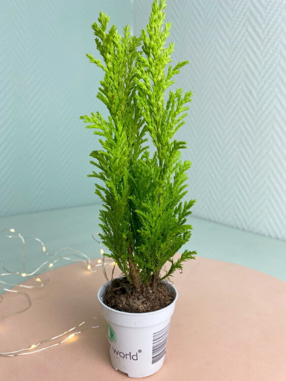Хвойное растение ⌀5 20 см 