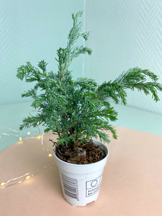 Хвойное растение ⌀5 20 см 
