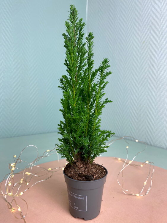 Хвойное растение ⌀5 20 см 