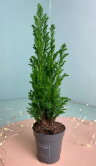 Хвойное растение ⌀5 20 см 