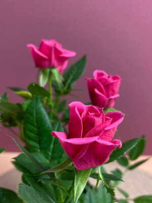 Роза Даника розовая ⌀10 30 см