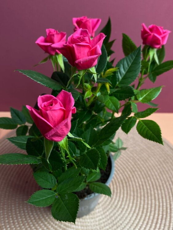 Роза Даника розовая ⌀10 30 см 