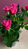 Роза Даника розовая ⌀10 30 см 