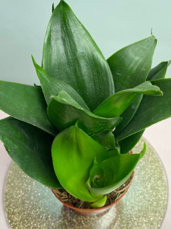 Сансевиерия Блэк Ханни ⌀9 20 см 