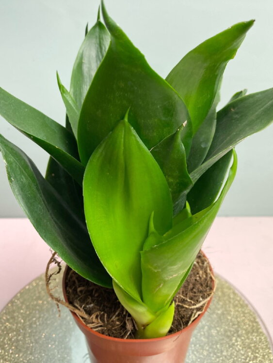 Сансевиерия Блэк Ханни ⌀9 20 см 