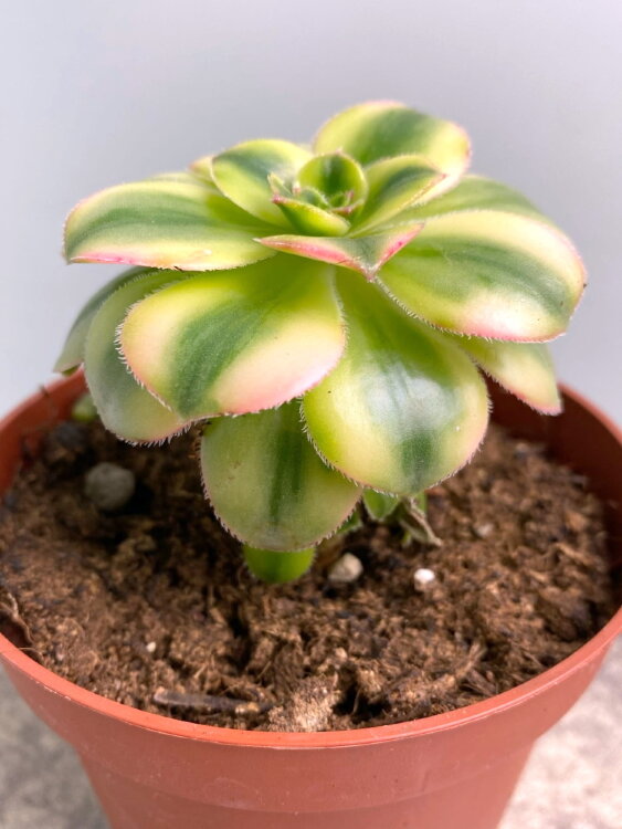 Эониум Вариегатный ⌀10 