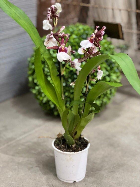 Орхидея Камбрия Колманара каскад ⌀9 30 см 