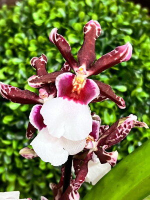 Орхидея Камбрия Колманара каскад ⌀9 30 см