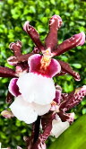 Орхидея Камбрия Колманара каскад ⌀9 30 см 