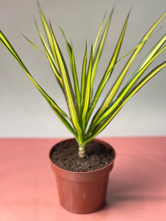 Драцена Маргината Санрей ⌀12 40 см 