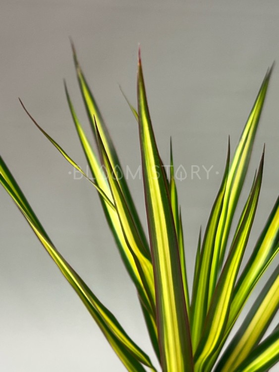 Драцена Маргината Санрей ⌀12 40 см 