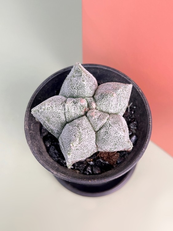 Астрофитум Мириостигма (Ansu) ⌀8 