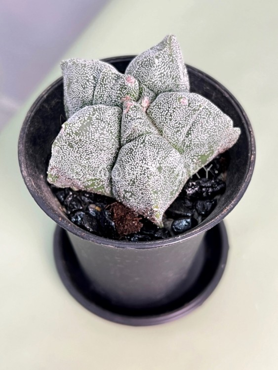 Астрофитум Мириостигма (Ansu) ⌀8 