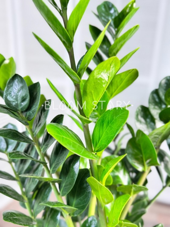 Замиокулькас Мидори ⌀19 70 см 