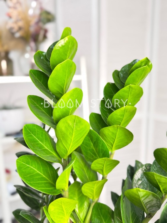 Замиокулькас Мидори ⌀19 70 см 