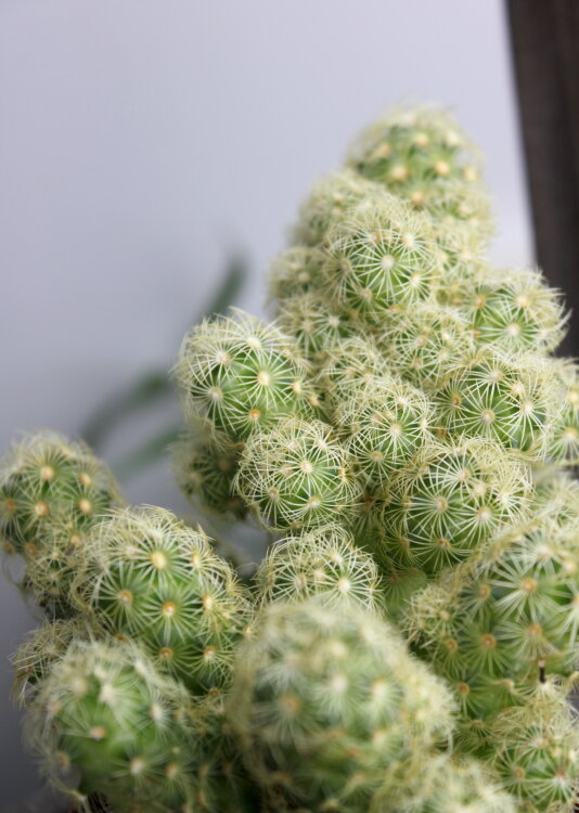 Маммиллярия Элонгата ⌀8 