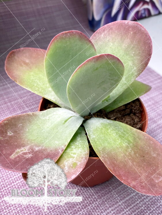 Каланхоэ Тирсифлора ⌀9 