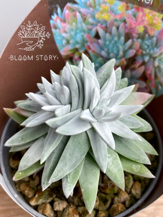 Дудлея Гриней ⌀7 