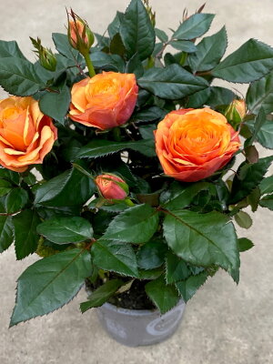 Роза Даника оранжевая пионовидная ⌀10 30 см