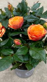 Роза Даника оранжевая пионовидная ⌀10 30 см 