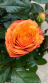 Роза Даника оранжевая пионовидная ⌀10 30 см 