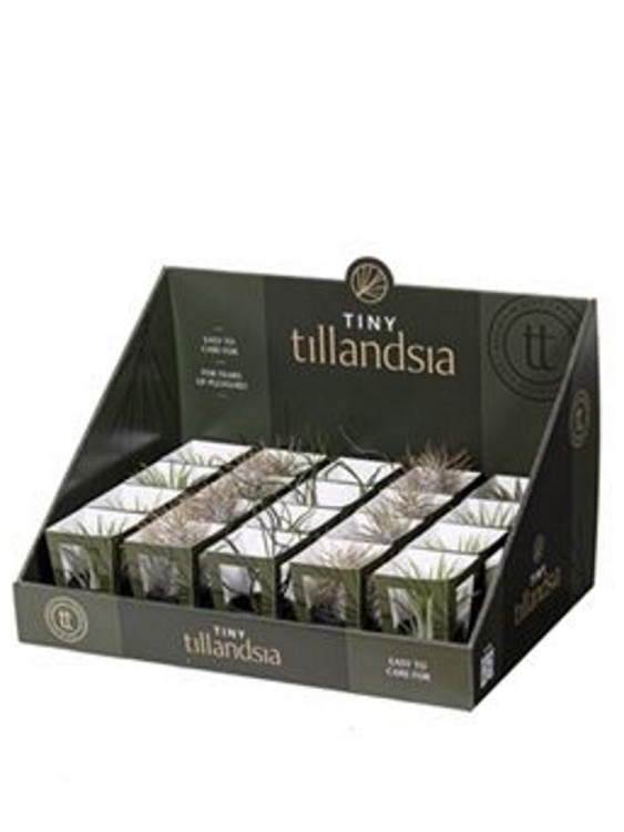 Тилландсия Ионанта в чёрном горшочке  Тилландсия Ионанта в чёрном горшочке