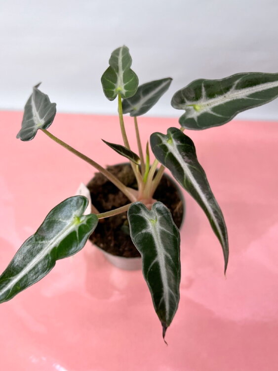 Алоказия Бамбино Эрроу ⌀8 25 см 