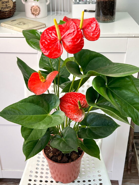 Антуриум Делиция ⌀17 55 см 