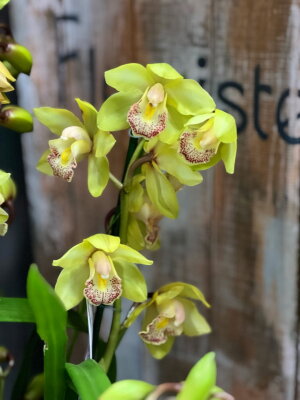 Орхидея Цимбидиум жёлтый с крапчатой губой