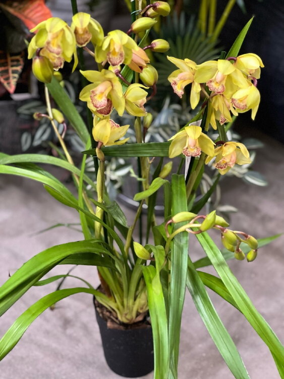 Орхидея Цимбидиум жёлтый с крапчатой губой 