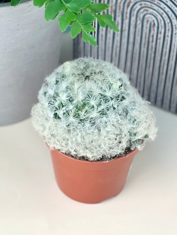 Маммиллярия Плюмоза ⌀8 