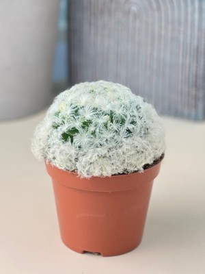 Маммиллярия Плюмоза ⌀8