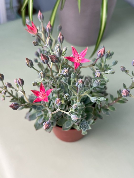 Граптопеталлум Альтаир ⌀8 