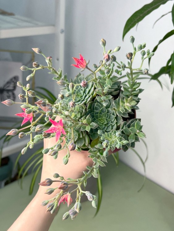 Граптопеталлум Альтаир ⌀8 