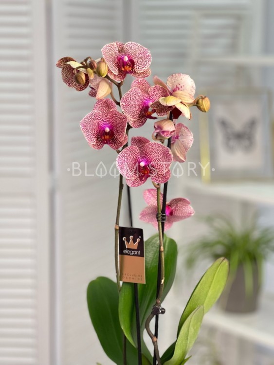 Орхидея Фаленопсис Сезам ⌀12 60 см 